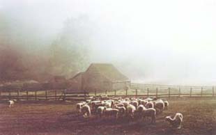 Mapuche house and sheep, Chile
